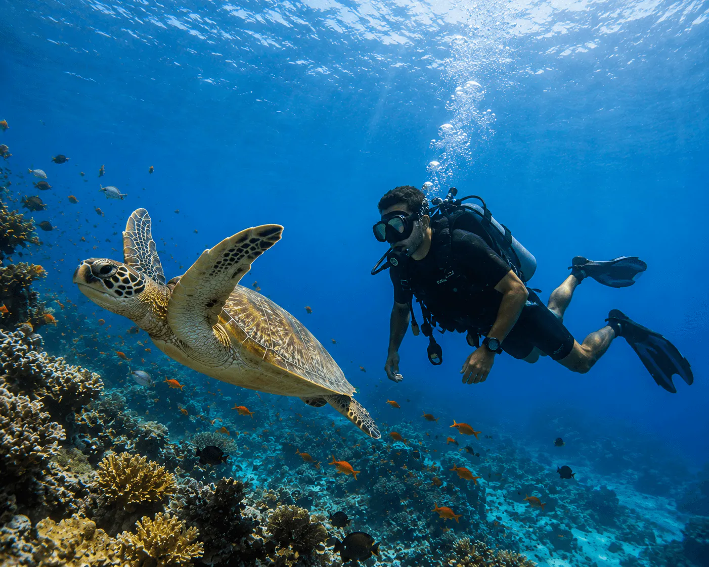 Sea Turtle Encounter